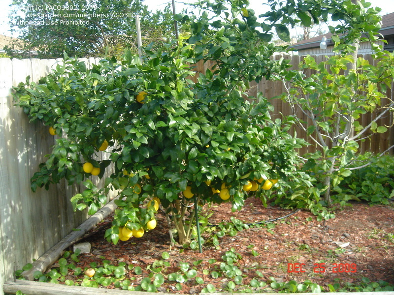 Meyer lemon